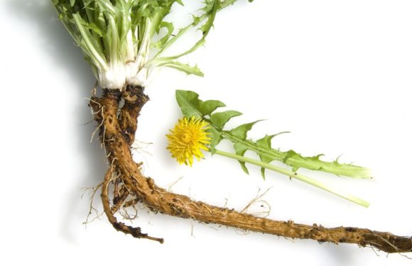 New Windsor cancer trial to investigate the life-saving properties of dandelions